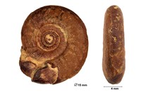 Gyroceratites laevis